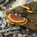 Gloeophyllum sepiarium 'Yellow-red Gill Polypore'